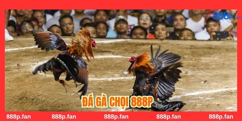 Gà chọi khỏe mạnh, biểu tượng tinh thần thượng võ Việt Nam.