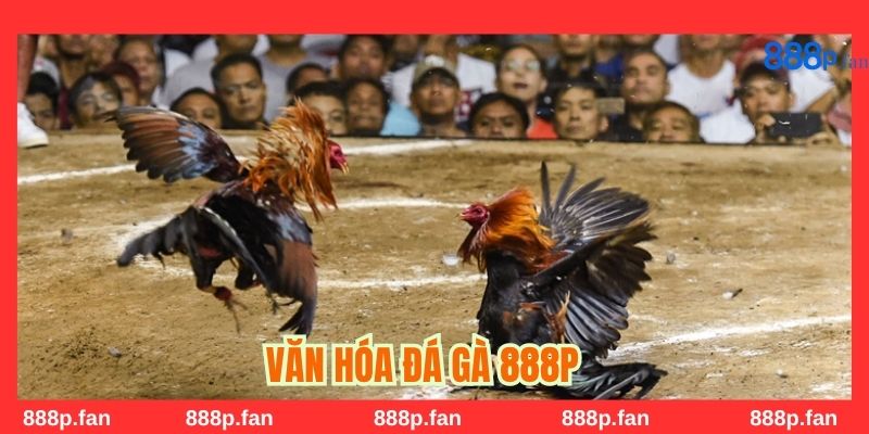 Hình ảnh gà chọi trong chuyên mục đá gà 888P mang nét đẹp dân gian.